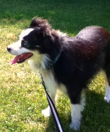 Little Debs Toy/Mini Australian Shepherds